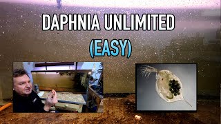 How I Raise Daphnia Water Fleas And You Can Too [upl. by Linnette]