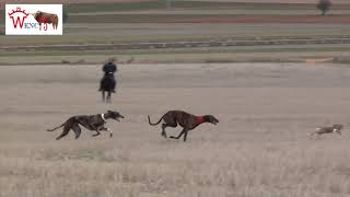 LA MEJOR CARRERA DE GALGOS DIVINA VS BRUJA [upl. by Jecho]