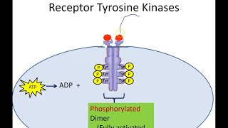 Receptor Tyrosine Kinases Newer Version [upl. by Atinek]