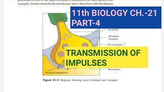 Class 11 BiologyCh21 Part4Transmission of impulsesStudy with Farru [upl. by Knoll]