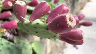 Prickly Pear Plant Profile [upl. by Ayikat478]