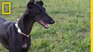 Spanish Greyhounds Finding Loving Homes for Mistreated Dogs  National Geographic [upl. by Zela]