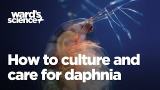 Caring and Culturing for Daphnia [upl. by Kristina]