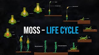 The life cycle of Moss Animation [upl. by Renaxela]