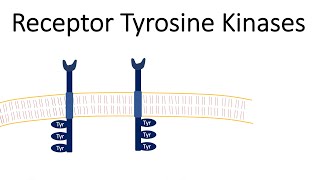 Receptor Tyrosine Kinases  RTK [upl. by Abbotsen]