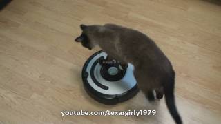 Cat shows HOW TO use iRobot Roomba Vacuum [upl. by Schalles826]