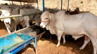 Best Tharparkar Cow breeding center jodhpur 👍 [upl. by Kwarteng990]