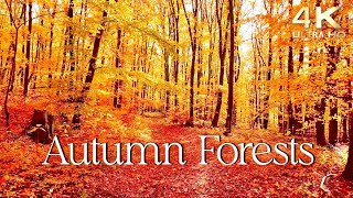 Enchanting Autumn Forests with Beautiful Piano Music  4K Autumn Ambience amp Fall Foliage [upl. by Ainoek]