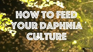 How To Feed Your Daphnia Culture [upl. by Nai672]