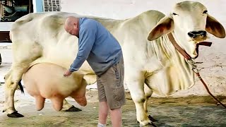 Worlds No1 Tharparkar Cow Documentary in Hindi Urdu  Hariyana Cow Breed  16 Kg Milking Record Cow [upl. by Huggins]