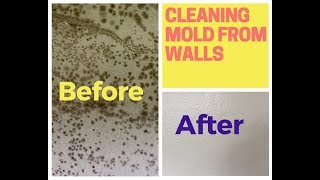 How To Remove Mold From Walls Drywall [upl. by Almund]