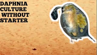 HOW TO CULTURE DAPHNIA NATURALLY WITHOUT A STARTER [upl. by Harrat]