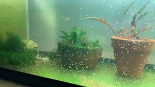 Daphnia Culturing Snails or no snails [upl. by Resay]