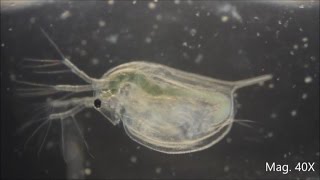 Daphnia magna under the Microscope [upl. by Peace]