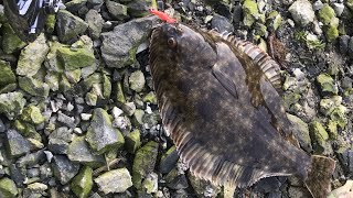 How to catch flounder in NZ [upl. by Uahsoj]