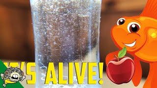 How to culture Vinegar Eels The EASY Way Live Fish Food [upl. by Kingsly]