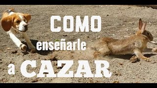 Como Enseñarle a Cazar a Tu Cachorro Beagle  how to train Beagle to hunt rabbit Documental [upl. by Tonl779]