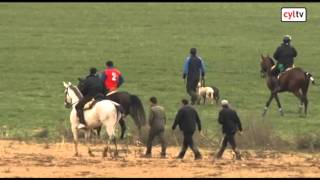 Final Campeonato de España de Galgos en Nava del Rey Valladolid [upl. by Leen]