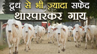 दूध से भी ज्यादा सफेद थारपारकर गाय  Tharparkar cows  Kamdhenu Gaushala [upl. by Ehttam]