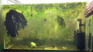 Scuds Daphnia Cherry Shrimp Copepods My aquatic food culture [upl. by Erastes]