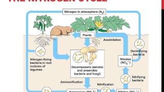 Biogeochemical cycles [upl. by Aitnohs]