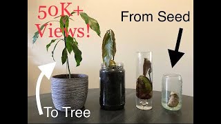 How To Grow A Mango From Seed  THE EASY WAY  Mountain Gardening [upl. by Theodor]