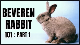 Beveren Rabbit 101 Part 1 [upl. by Ardys]