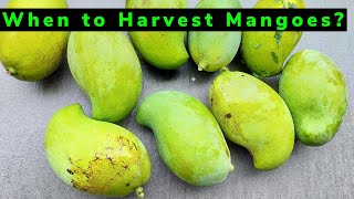 When to Harvest Mangoes  Complete Guide [upl. by Aniala]