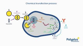 What is transfection  Polyplus transfection [upl. by Nnylanna]