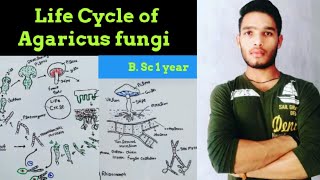 Life cycle of Agaricus [upl. by Adehsar543]