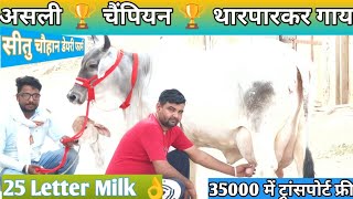 25 Letter Milk 👌 असली गारंटी वाली 🏆 चैंपियन 🏆 थारपारकर गाय 🎉 Most Beautiful ❤️ Tharparkar Cow [upl. by Ardy748]