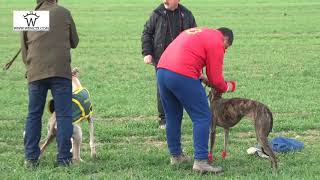 IMPRESIONANTES CARRERAS DE GALGOS [upl. by Ahtrim98]