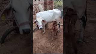 Tharparkar cow 🐄🐮 [upl. by Nolahp]