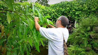 Pruning Mango Trees 101 w Dr Richard Campbell [upl. by Yerffe]