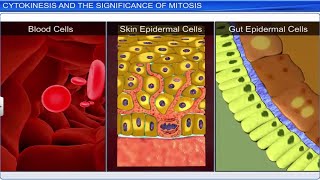 CBSE Class 11 Biology  Cell Cycle and Cell Division  Full Chapter  By Shiksha House [upl. by Ahsian507]