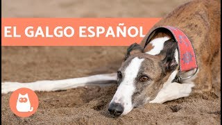 Galgo español  Características y cuidados [upl. by Apgar]