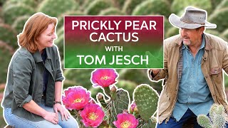 Prickly Pear Opuntia with Cactus Expert Tom Jesch [upl. by Nnaoj]