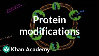 Protein modifications  Biomolecules  MCAT  Khan Academy [upl. by Aened24]