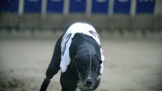 Greyhounds in Motion [upl. by Laforge]