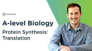 Protein Synthesis Translation  Alevel Biology  OCR AQA Edexcel [upl. by Haneehs]