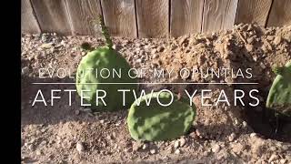 Update Opuntia Cactus After Two Years [upl. by Eldorado]