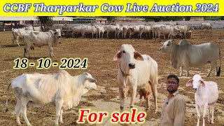 Rathi  Tharparkar Cow CCBF सूरतगढ़भारत की सर्वश्रेष्ठ थारपारकर गायों की नीलामीPremAgroFarm [upl. by Ardnatal]