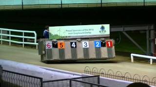 Carrera de galgos en Shelbourne Park Dublin [upl. by Drobman733]