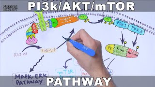 PI3kAKTmTOR Pathway [upl. by Hamas]