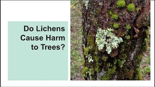 Do Lichens Cause Harm to Trees [upl. by Kinzer473]