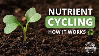 Nutrient Cycling  Soil Food Web School [upl. by Bertine581]