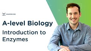 Introduction to Enzymes  Alevel Biology  OCR AQA Edexcel [upl. by Hoang]