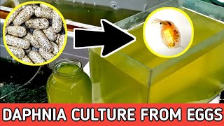 HOW TO HATCH DAPHNIA EGGS  HOW TO CULTURE DAPHNIA [upl. by Sorgalim]