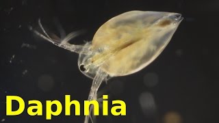 Daphnia [upl. by Annavahs130]