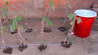 Como hacer riego por goteo para varias plantas [upl. by Avitzur841]